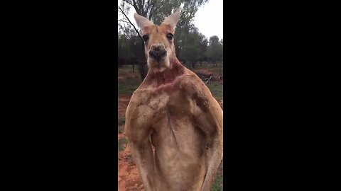 This is how the kangaroo makes loud «warning» sounds