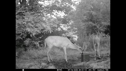 Deer Cam 07-16-2025 Does And Fawns At Dusk. Game Cam Trail Cam