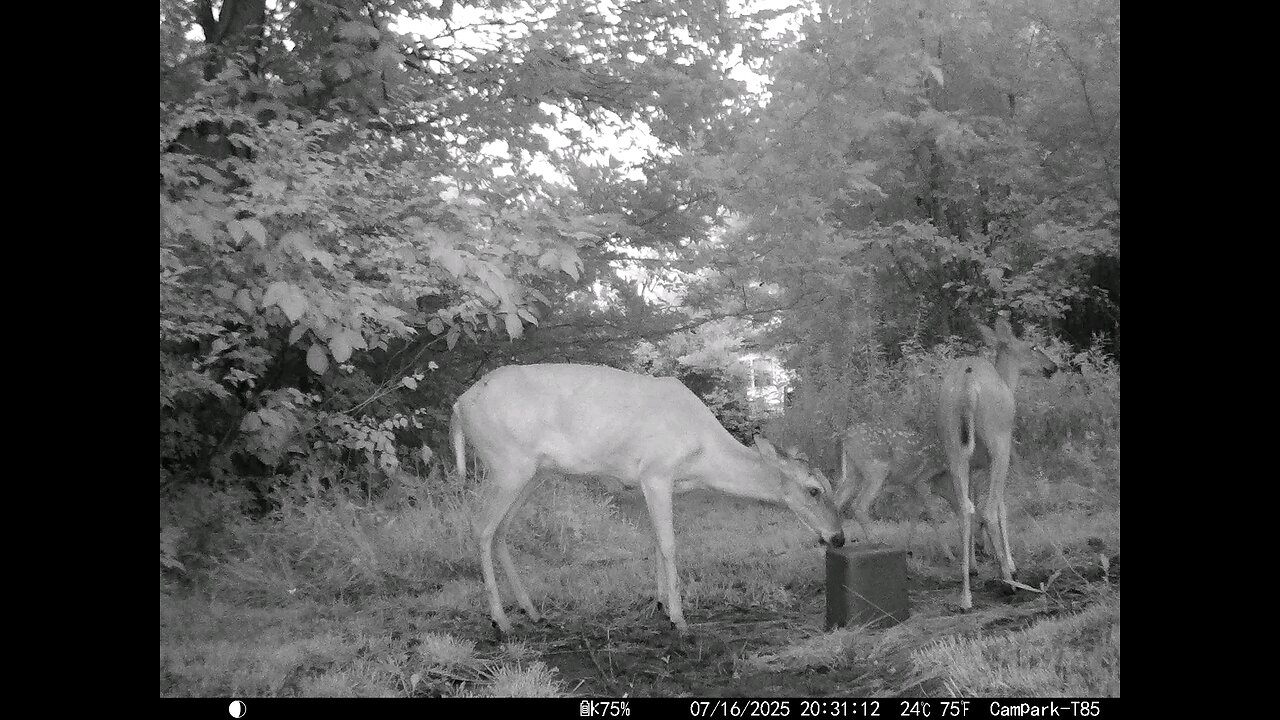 Deer Cam 07-16-2025 Does And Fawns At Dusk. Game Cam Trail Cam