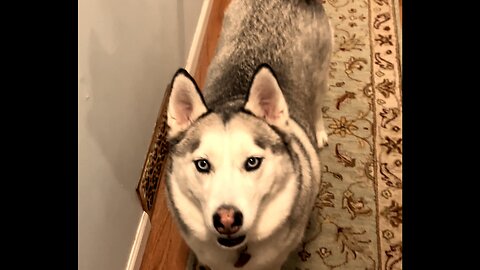 ✨Storybook Saturday✨ Chronicles of Narnia-The Lion, The Witch, & The Wardrobe🦁