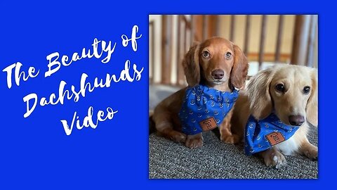 So Cute Dachshund Puppies Around the World😍 , Sausage Dog Video Compilation.