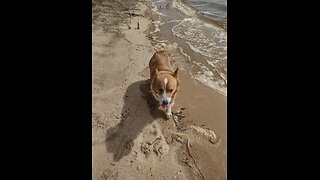 Edgar going to the beach (Shorts) #shorts