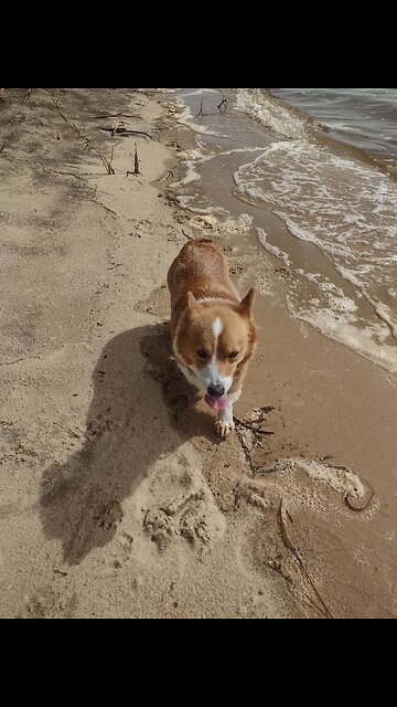 Edgar going to the beach (Shorts) #shorts