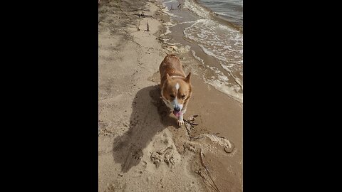 Edgar going to the beach (Shorts) #shorts