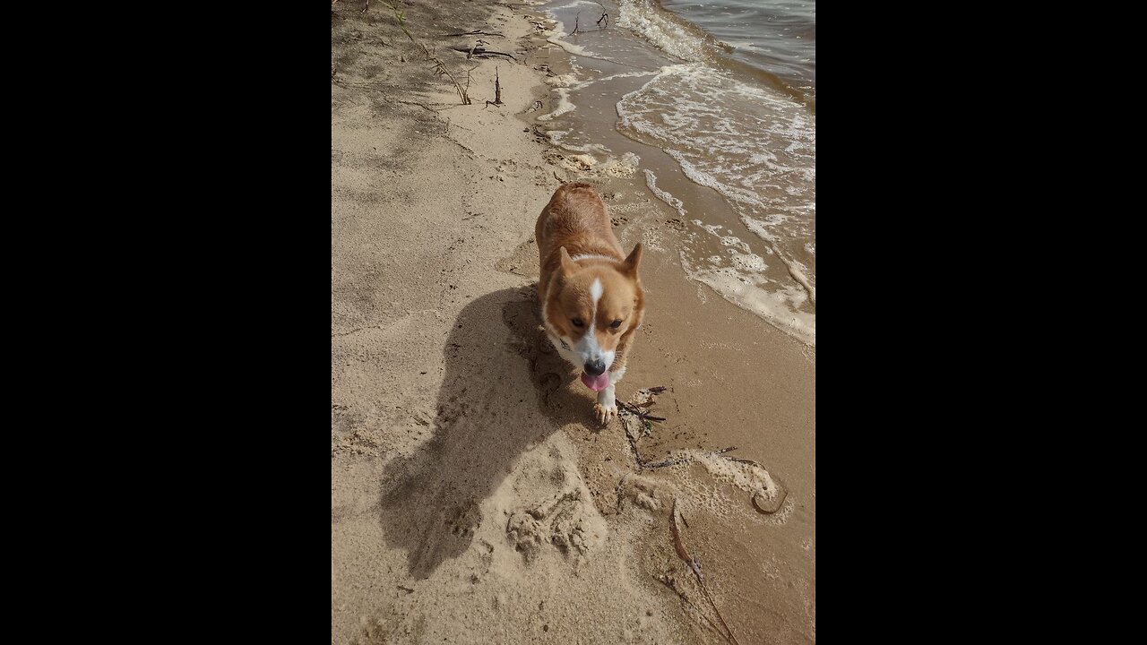 Edgar going to the beach (Shorts) #shorts