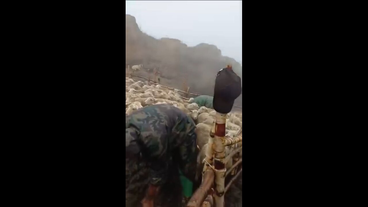 Rahasia orang di dataran tinggi kalau ingin mengambil susu