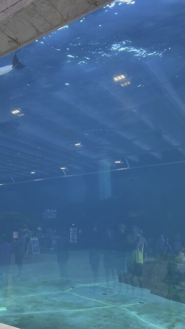 Dolphins at the Clearwater Marine Aquarium