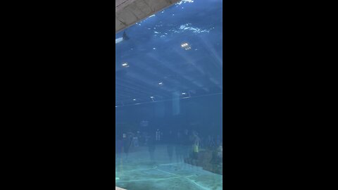 Dolphins at the Clearwater Marine Aquarium