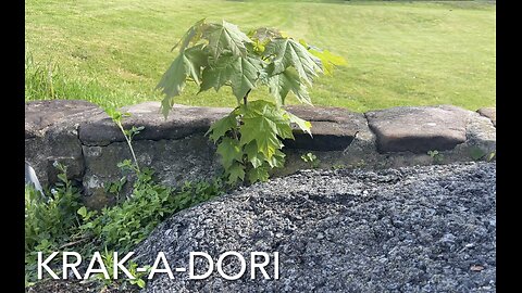 Krak-a-dori Maple
