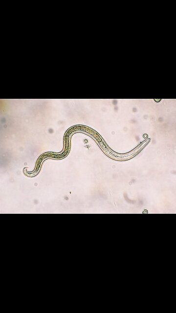 PARASITES CONTROL US