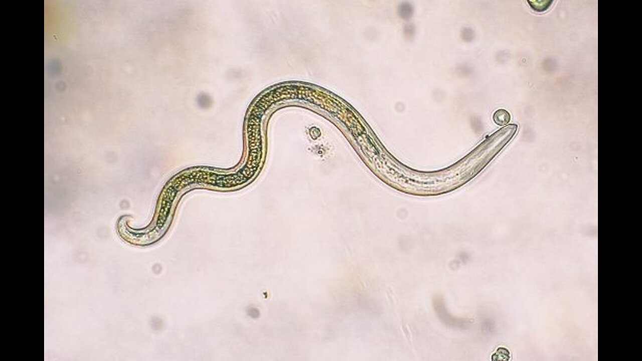 PARASITES CONTROL US