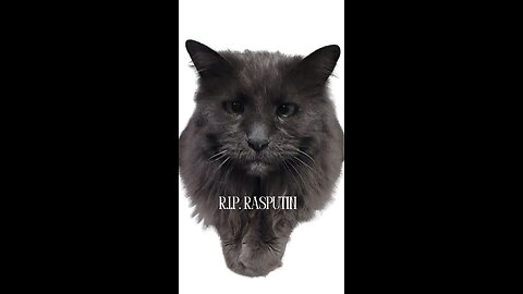 All dogs go to heaven, but cats let them in