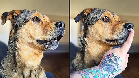 Your Daily Dose of Pets / Dog Couldn't Control Itself