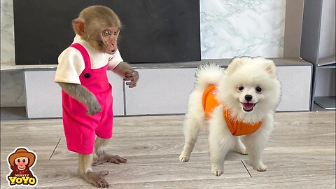 Monkey YiYi buys DoDo clothes because she is afraid he will run away from home