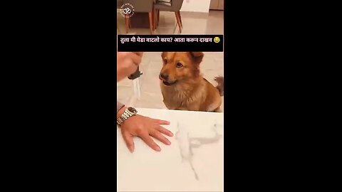 dog recshion