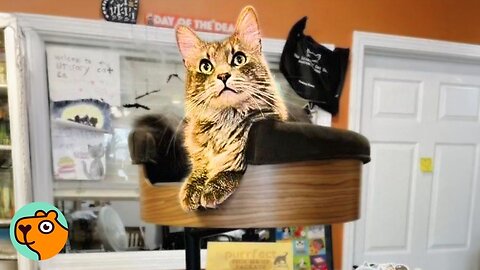 Cat Runs The Bookstore And Becomes Best Regional Manager | Cuddle Buddies