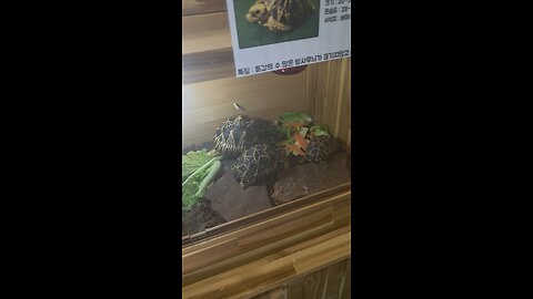 Burma start tortoise