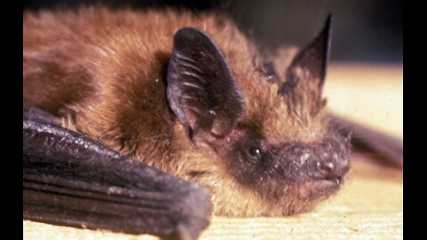 Big Brown Bat