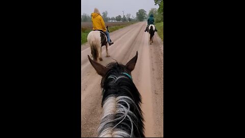 Oakley - 12th ride - 11th ride under saddle 21 May 2025