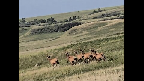 7 Bull elk in velvet!