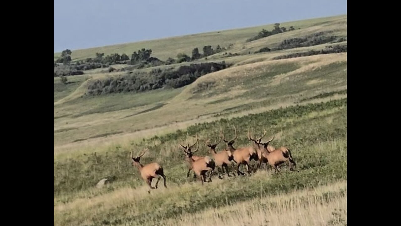 7 Bull elk in velvet!