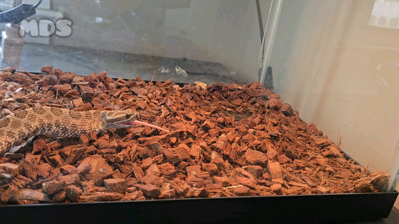 Deadly Rattlesnake Attacks Mouse
