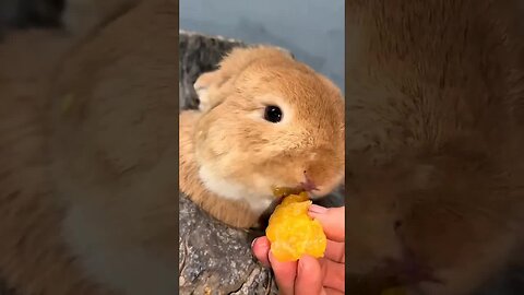 Rabbit eats oranges and his little white teeth are exposed. Cute pet debut plan. Rabbit. Cute li