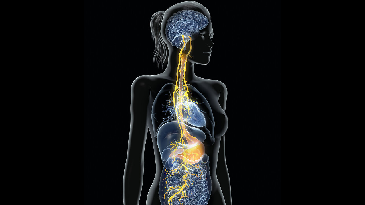 The Vagus Nerve: A Wondrous "Wanderer" Indeed!