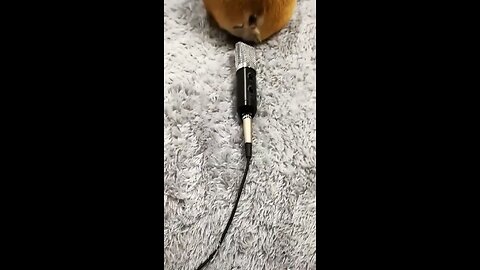 Funniest animals viral 🤣🤣