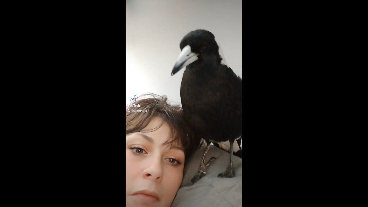 Wolfie Rescue Australian Magpie