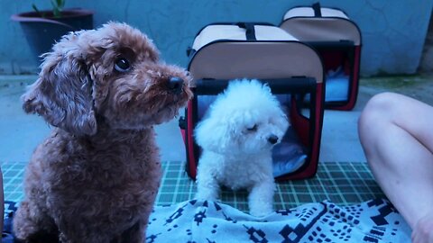 cute dog