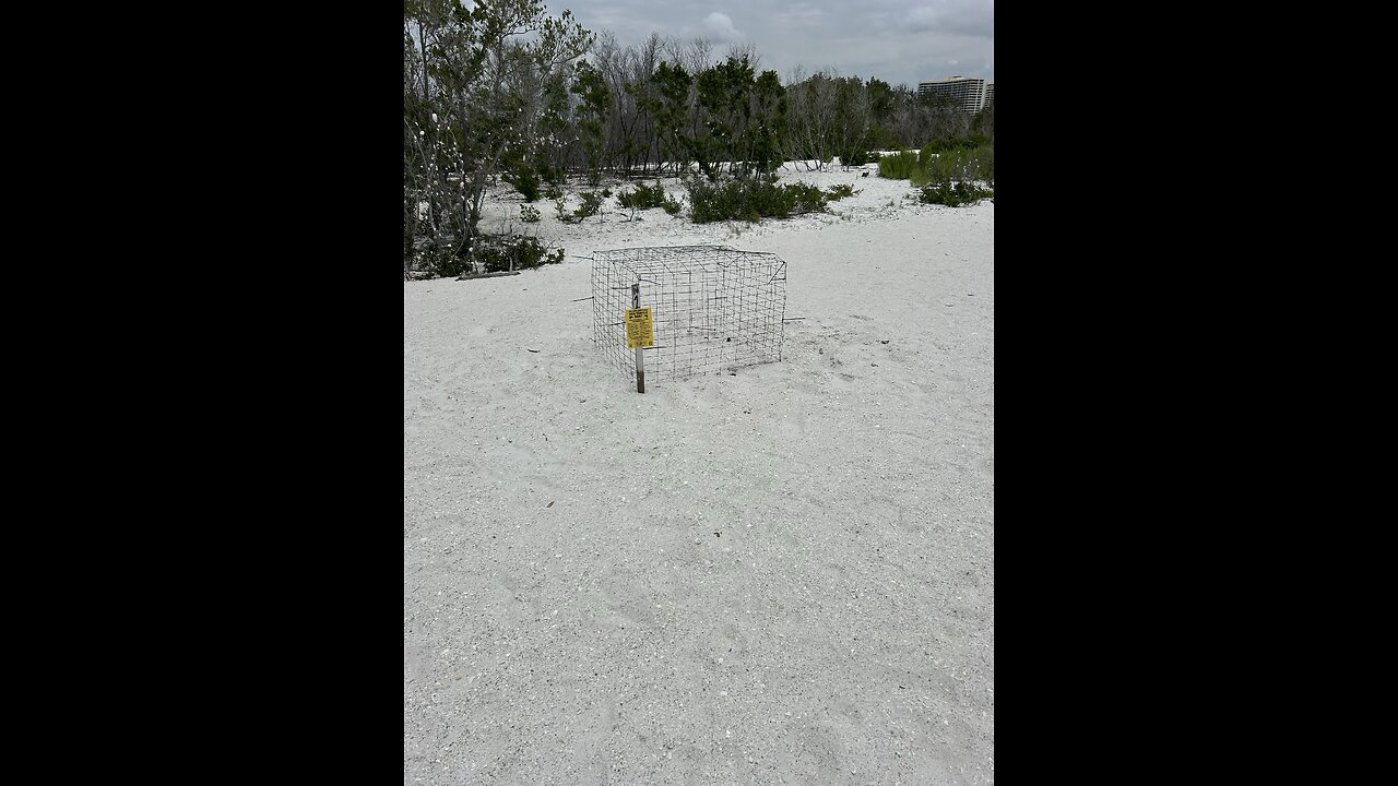 Turtle Season Is Here! | 4K