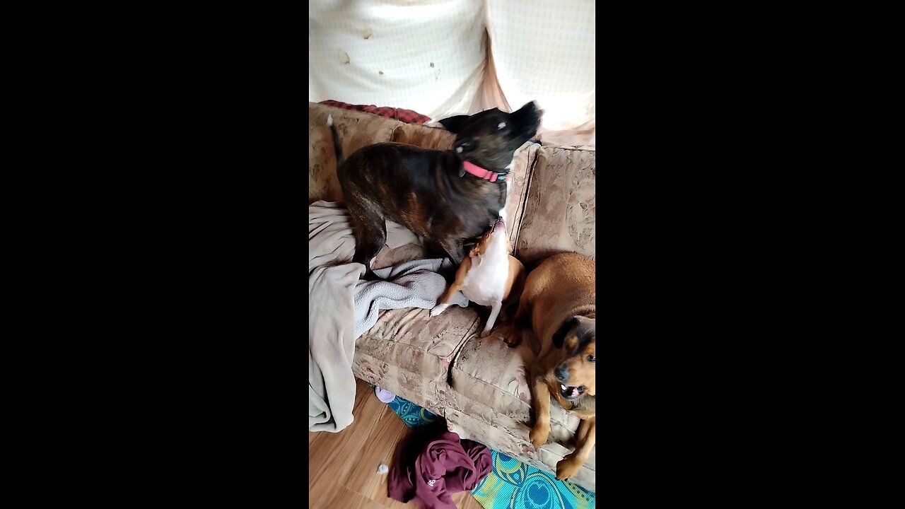Dogs playing