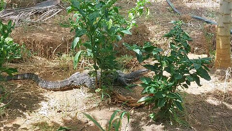 We Found a Special Friend in Our Garden 🦎 | Wild Varanus salvator Visit!