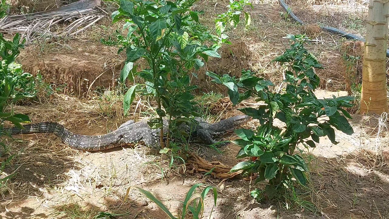 We Found a Special Friend in Our Garden 🦎 | Wild Varanus salvator Visit!
