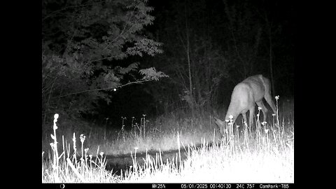 Deer Cam...Buck 05-01-2025
