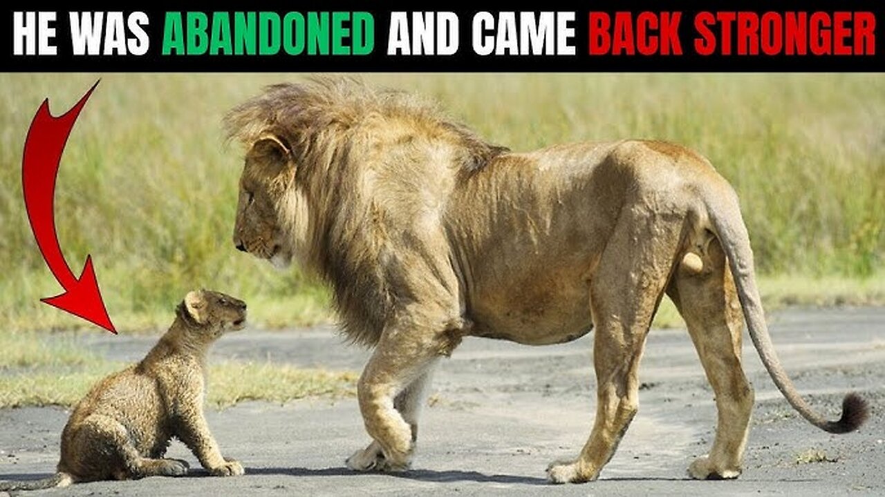 ‎Monkey Outsmarts Lion on Tree 🐒🆚🦁 | Shocking Survival