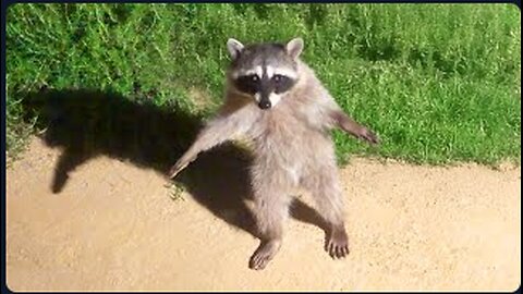 Funniest Animal Videos Ever (Part 1)