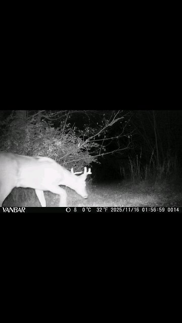 Deer Cam Photos Nov 15th 17th 2025 Buck Does And Coyote On Game Cam Trail Camera