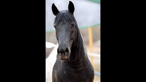 legend of sleepy hollow