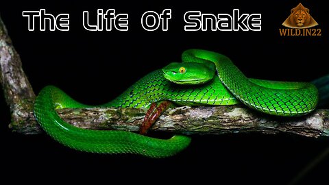 The Life of Snake | Hindi Documentary | Wildlife Documentary | Facts of Snake 🐍