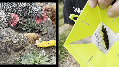 We Set a Trap and the Chickens Went CRAZY!