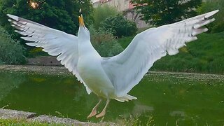 Throwing Peanuts at the Dark Queen, European Herring Gull