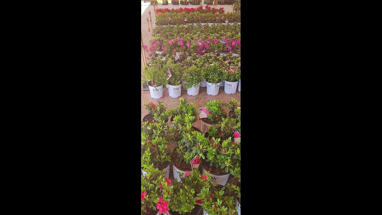 North Carolina State University Perfecto Mundo brand re-blooming azaleas.