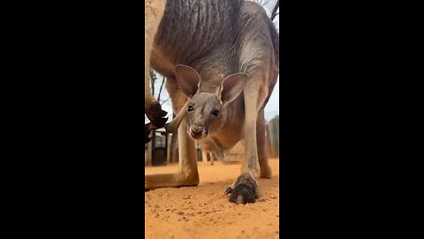 Baby Kangaroo Peeks from Mama’s Pouch
