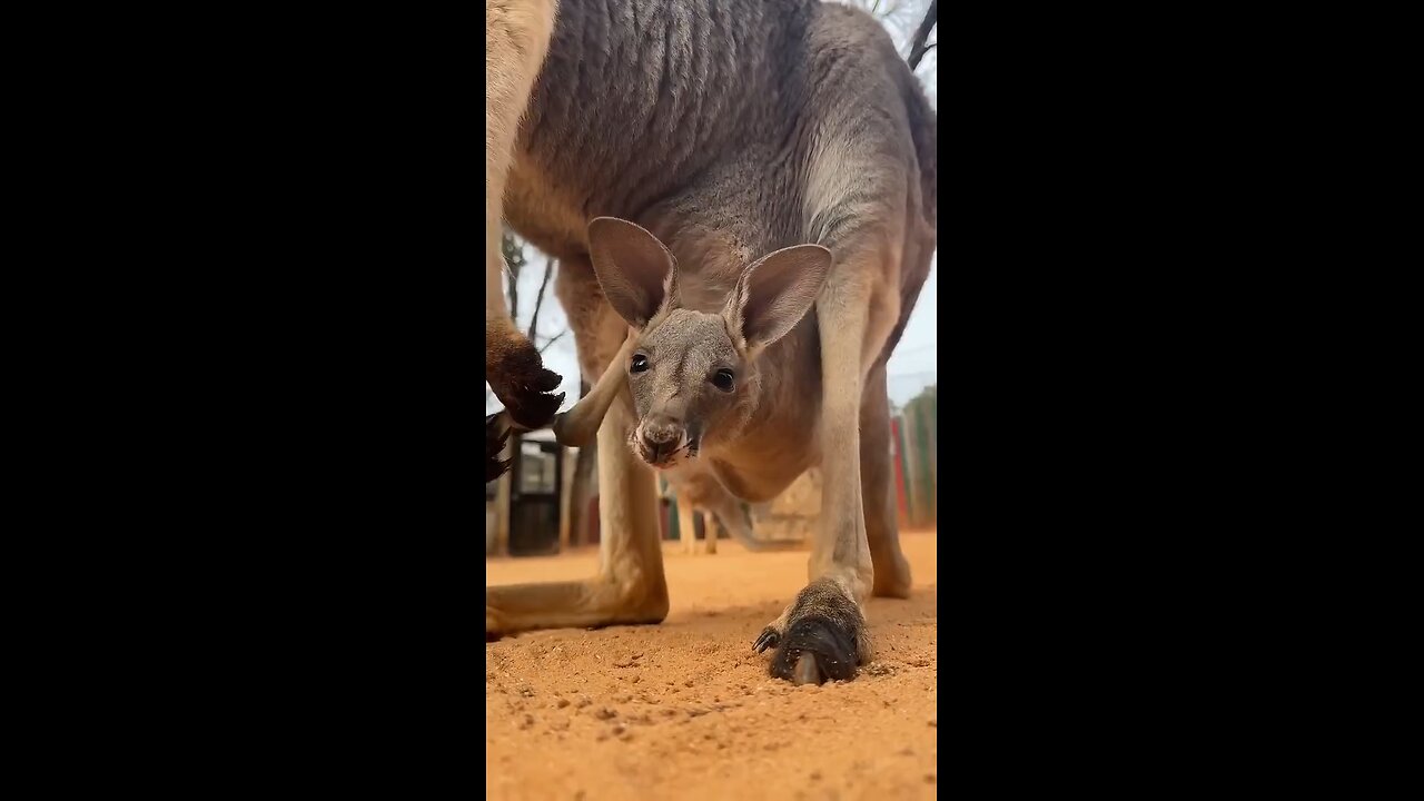 Baby Kangaroo Peeks from Mama’s Pouch