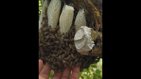 The process of starting a bee hive! 🐝🍯