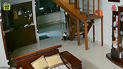 35 животных-героев, которые спасли человеческие жизни!