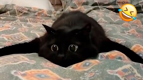 New Funny Animals 😂 Funniest Cats and Dogs Videos 😺🐶 Part 156