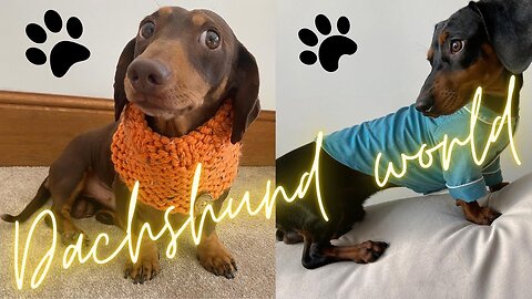 Living with Dachshunds Happy Memorable Time Funny dachshund dog video compilation mini weiner puppy